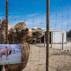 Big Joel's Safari Petting Zoo & Educational Park