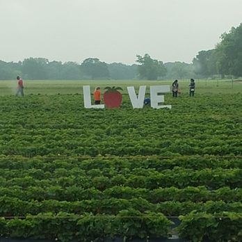 Pecan Creek Strawberry Farm - Pick Your Own Farms Near Me - Pilot Point, Texas Pecan Creek Strawberry Farm - Pick Your Own Farms Near Me - Pilot Point, Texas