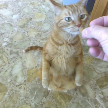 Houseguard Housesitters - Treat Please - Pet Sitting Near Me Houseguard Housesitters - Treat Please - Pet Sitting Near Me