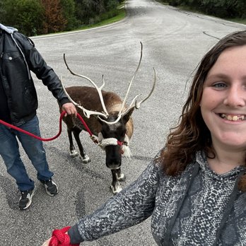 Rudolph Reindeer Rentals - Petting Zoos Near Me Rudolph Reindeer Rentals - Petting Zoos Near Me