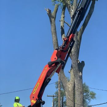 Cut My Tree Down - Machine that they use to cut down the tree - Tree Services Near Me - Taylor, Michigan