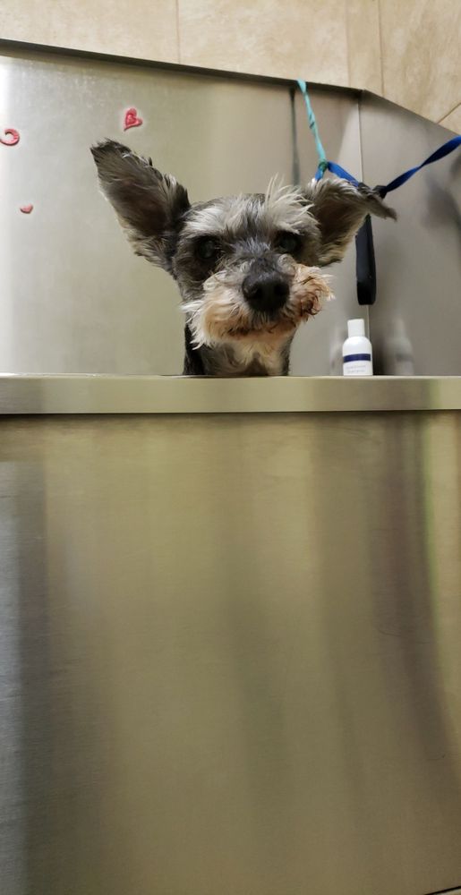 KRISTY’S ANIMAL GROOMING Updated September 2024 455 Lake Blvd, Redding, California Pet