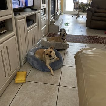 Taylor Made K-9 Solutions - Bruiser and Cruiser holding their place and patiently waiting for me to come in the house to be released! - Pet Training Near Me Taylor Made K-9 Solutions - Bruiser and Cruiser holding their place and patiently waiting for me to come in the house to be released! - Pet Training Near Me