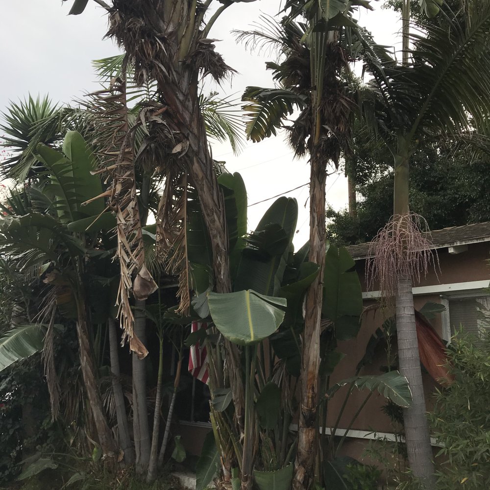 G Tree Service - There is a front porch here somewhere! - Tree Services Near Me