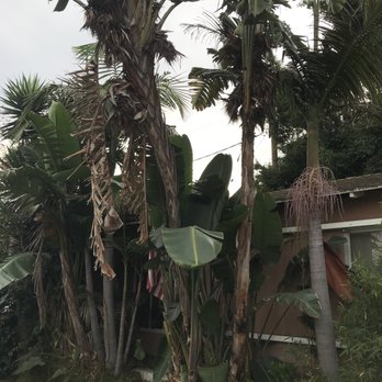G Tree Service - There is a front porch here somewhere! - Tree Services Near Me