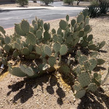 S’edav Va’aki Museum - Museums Near Me - Phoenix, Arizona