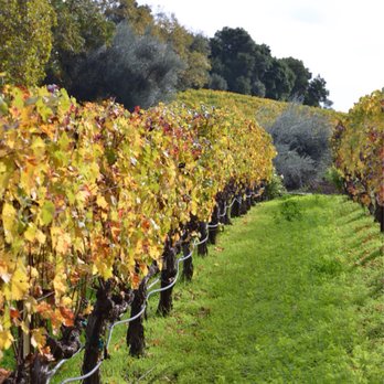 The Terraces - The vines on a beautiful fall day! - Wineries Near Me - Rutherford, California