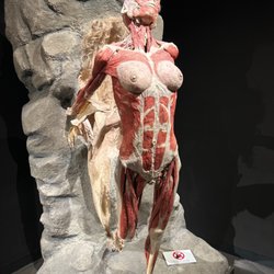 Body Worlds