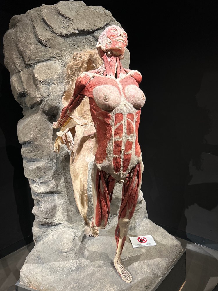 Body Worlds