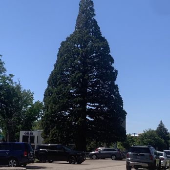 St. Luke's Sequoia Tree - The St. Luke's Sequoia in Boise, Idaho - Local Flavor Near Me - Boise, Idaho St. Luke's Sequoia Tree - The St. Luke's Sequoia in Boise, Idaho - Local Flavor Near Me - Boise, Idaho