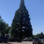 St. Luke's Sequoia Tree