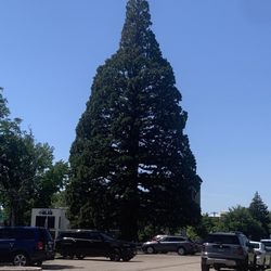 St. Luke's Sequoia Tree - The St. Luke's Sequoia in Boise, Idaho