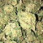 Exotic Meds