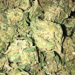 Exotic Meds