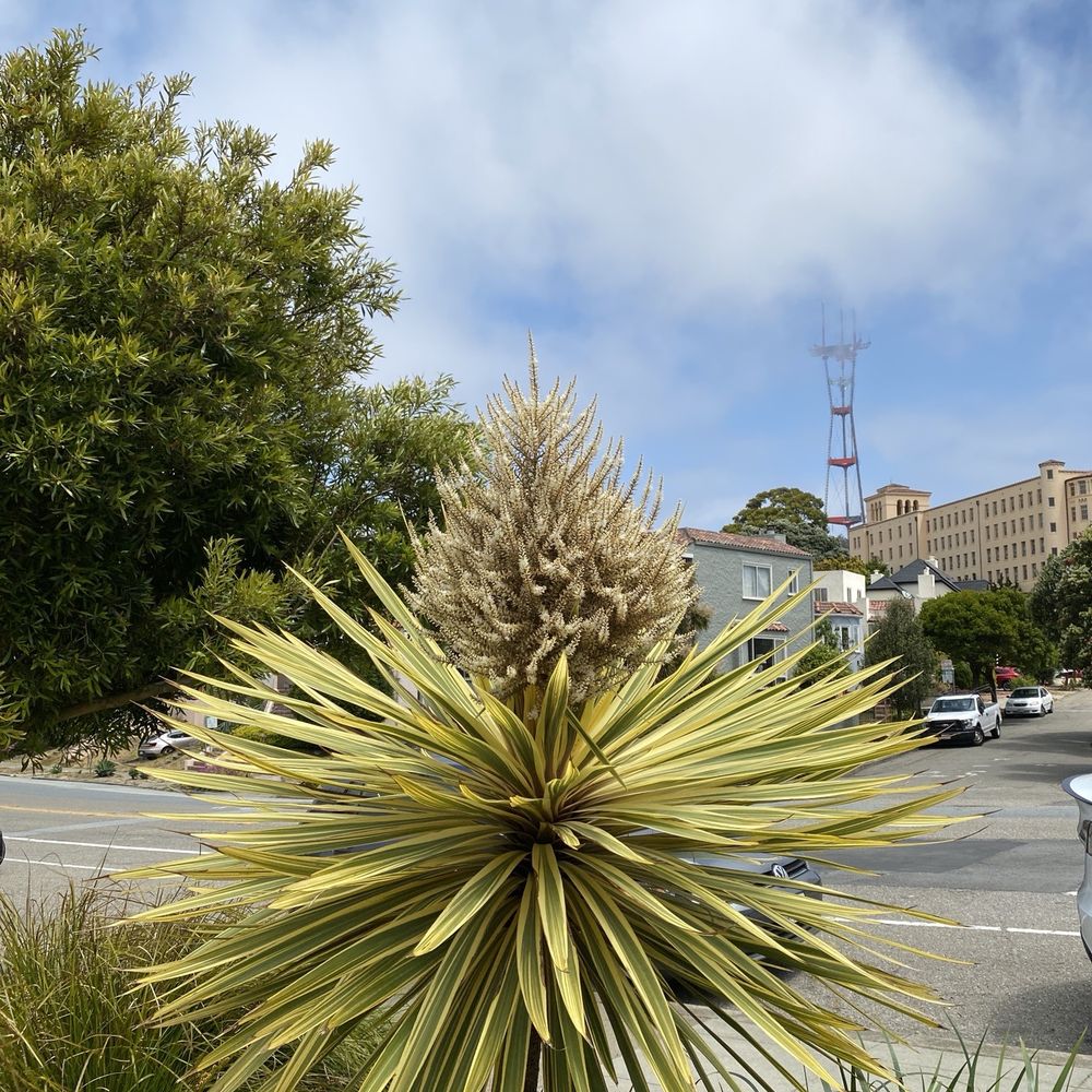 Balceta Triangle Park - Parks Near Me - San Francisco, California