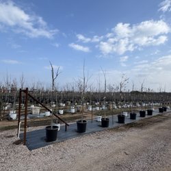 Backbone Valley Nursery - Acres and acres of trees