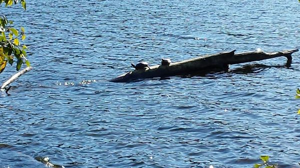 Lake Padden Park by null