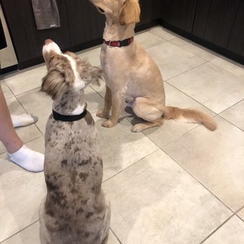 Scruffy To Fluffy - Pet Groomers Near Me - Tucson, Arizona