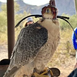 Falcon