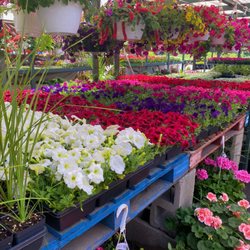 M & M Garden Center - Petunias, spikes and hanging baskets.