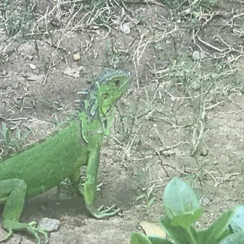Acuario - This dude lives in the big palm tree by the pool! - Hotels Near Me - Puerto Escondido, OAX