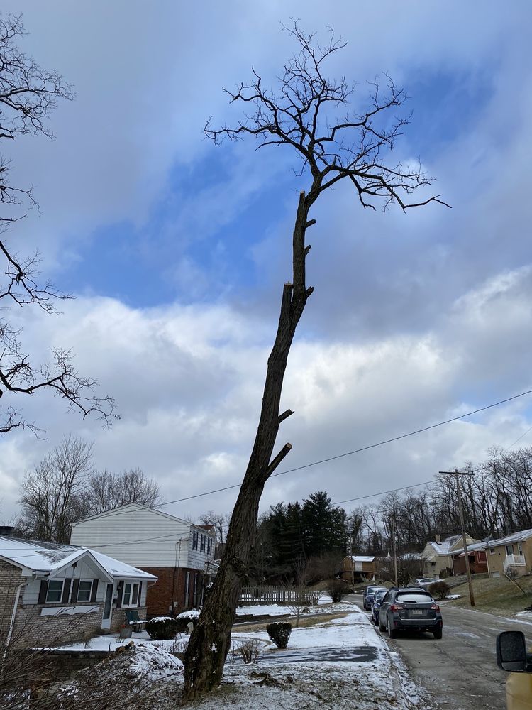 Murray's Tree Service - tree service in McKees Rocks, PA