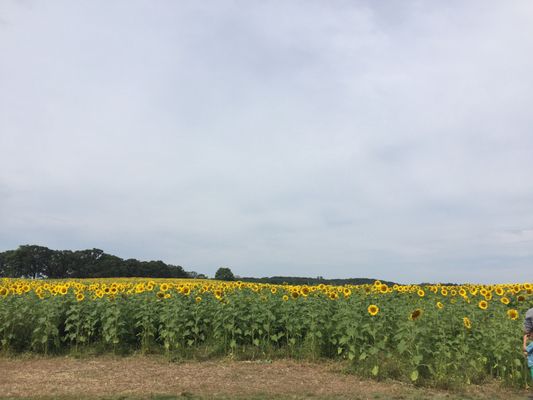 Pope Farm Conservancy by null