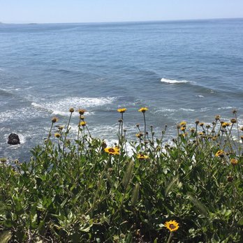 Carpinteria Bluffs Nature Preserve - Beautiful wildflowers throughout - Hiking Near Me - Carpinteria, California