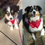 Woof Wise Dog Training