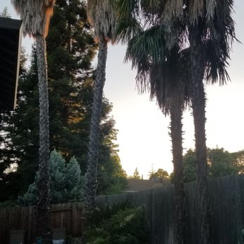 Above It All Tree Care - Before - Tree Services Near Me