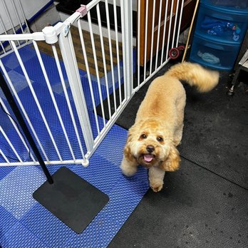 Muddy Buns Grooming - Pet Groomers Near Me - Oswego, Illinois Muddy Buns Grooming - Pet Groomers Near Me - Oswego, Illinois