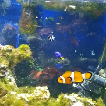 Creekside Pets & Supls - I found Nemo! - Pet Stores Near Me - Buffalo, New York Creekside Pets & Supls - I found Nemo! - Pet Stores Near Me - Buffalo, New York