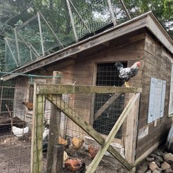 Natick Community Organic Farm - New member of the flock