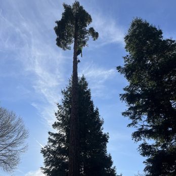 Lemcy Tree Service - a tall tree in a residential area - Tree Services Near Me Lemcy Tree Service - a tall tree in a residential area - Tree Services Near Me