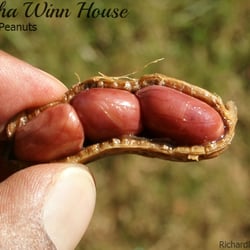 Elisha Winn House - Delicious boiled peanuts! A southern treat @ $4 for a huge cup.