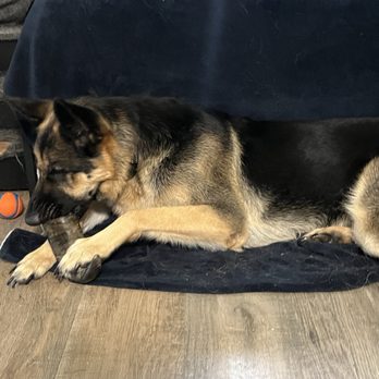 Village Pet Shop - Water buffalo horn - German shepherd - Pet Stores Near Me - Livermore, California Village Pet Shop - Water buffalo horn - German shepherd - Pet Stores Near Me - Livermore, California