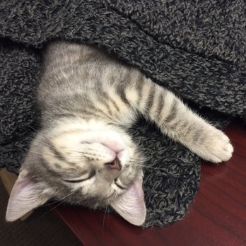 Luxe Paws - Little minka getting cozy at home - Pet Adoption Near Me Luxe Paws - Little minka getting cozy at home - Pet Adoption Near Me