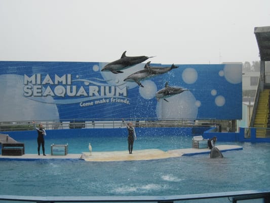 Miami Seaquarium by null