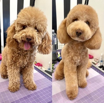 Dogue Spa - The Coolest Dog Grooming Salon by null