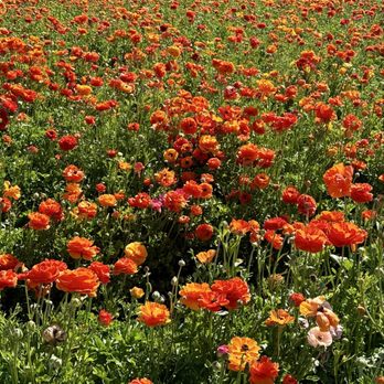 The Flower Fields - Venues & Event Spaces Near Me - Carlsbad, California The Flower Fields - Venues & Event Spaces Near Me - Carlsbad, California