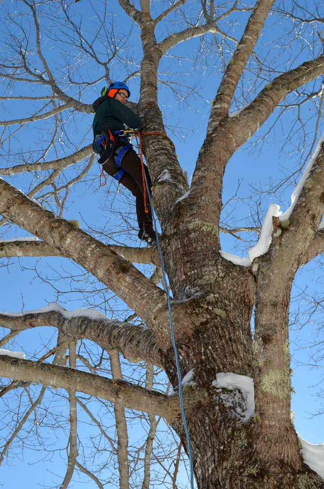 Ferrel Tree & Garden - tree service in Jackson, ME