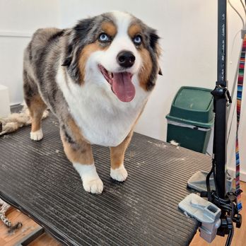 Mountainside Grooming - Pet Groomers Near Me - High Rolls, New Mexico Mountainside Grooming - Pet Groomers Near Me - High Rolls, New Mexico