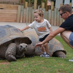 Meet Giant Tortoises up close