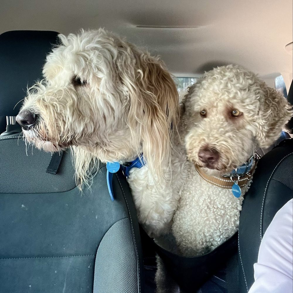 City Dog - Milo & Rex before Saul got his hands on them! - Pet Stores Near Me - San Diego, California