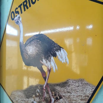 Ostrichland USA - Attraction Farms Near Me - Solvang, California Ostrichland USA - Attraction Farms Near Me - Solvang, California