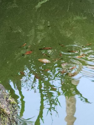 Orchid Tree Bed & Breakfast by null