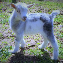 Whispers of Eden - Baby Goat