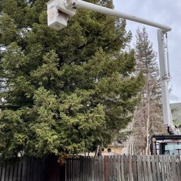 Trimming one of my tall redwoods using his hydraulic bucket. Trimming one of my tall redwoods using his hydraulic bucket.