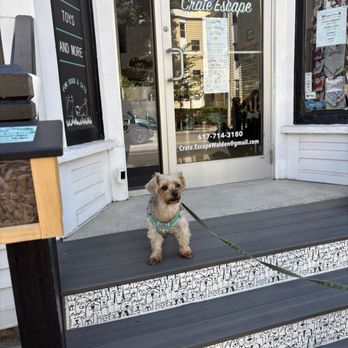 Crate-Escape - He is waiting outside on a Sunday evening (the store is closed) for his favorite people to come out and pet him ... - Pet Groomers Near Me - Cambridge, Massachusetts