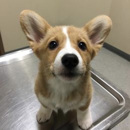 Last vaccine shot Last vaccine shot